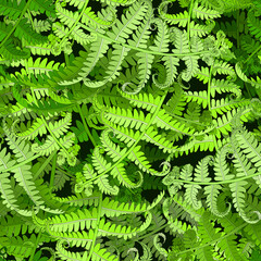 Seamless pattern with green fern leaves.