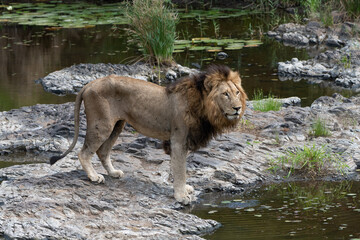Naklejka na ściany i meble Large male lion by the water in the Kruger