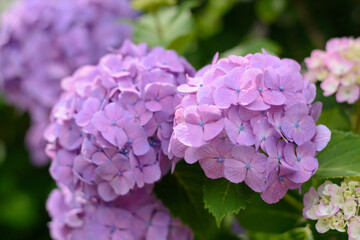 昼間の太陽に照らされる紫色のアジサイの花