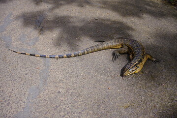 Gold tegu, Teiidae family. Run over by car on the road between Presidente Figueiredo and Balbina. Amazon, Brazil.