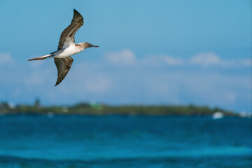 Blue-footed Booby in flight