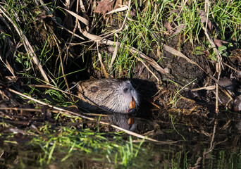 Nutria, aus seiner Höhle schwimmend (Prignitz- Brandenburg)
