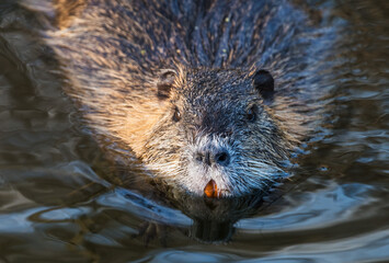 Nutria, frontal in einem Wassergraben  (prignitz-Brandenburg)
