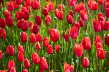Fototapeta premium Closeup of red tulips in the garden 