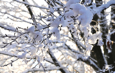 Baum mit Schnee auf den Zweigen - 563320498