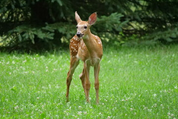 Bébé cerf de Virginie, cervidé,  Faon isolé sur gazon vert et arbres en arrière plan, Bambi,...