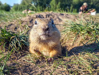 Naklejka na ściany i meble Gopher peeking out of the its hole and looking at the camera. Close-up.