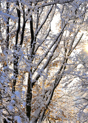 Sonne scheint durch Zweige eines Baumes mit viel Schnee auf den Zweigen, Winterlandschaft - 563320824