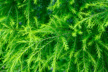close up of green pine needles
