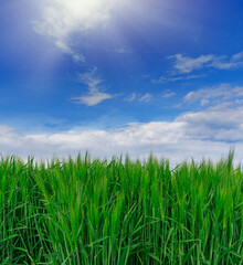 Obraz premium Field with green wheat against the blue sky.
