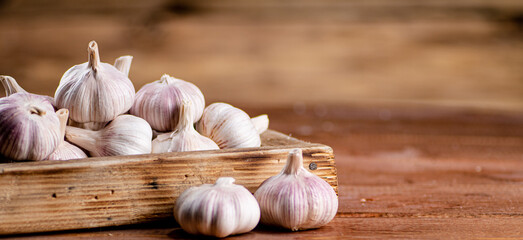 Fragrant garlic on a wooden tray. 