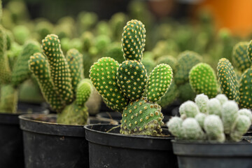 Opuntia Microdasys Bunny Ears Cactus, Succulent Plants, angel's-wings, bunny cactus or polka-dot cactus