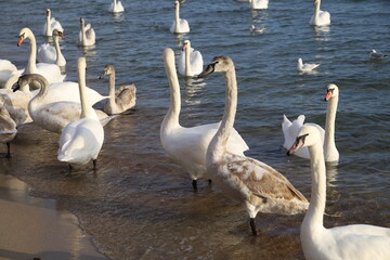 swans
