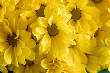 Naklejka na ściany i meble Yellow chrysanthemum flowers. Flower close-up. Floral flowers background.