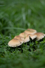 Champignons - 09