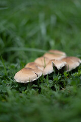 Champignons - 08