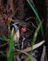 Red Mushroom on the ground