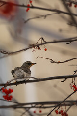 A bird on a rowan branch in winter (snowbird, fieldfare, Turdus pilaris)
