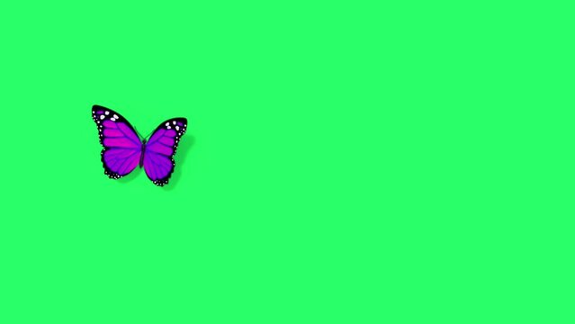 Animation purple butterfly flying isolate on green screen.