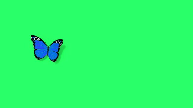 Animation blue butterfly flying isolate on green screen.