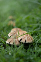 Champignons - 01
