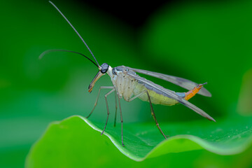 Scorpion fly