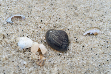 shells on the white sandy beach in the middle of nature