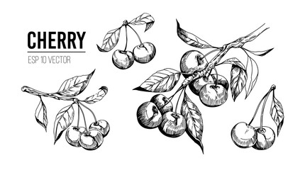 Cherry set illustrations. Sketch style. Vector design elements, transparent background