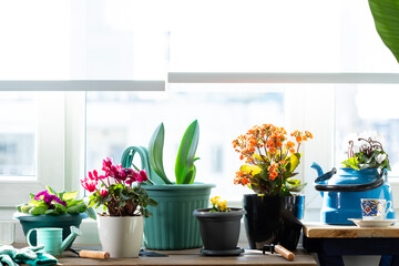 flowers in the window