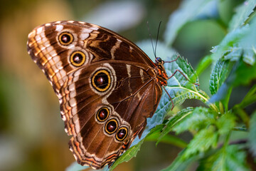 Schöner tropischer Schmetterling Blauer Morphofalter, Morpho peleides oder Himmelsfalter aus der Familie der Edelfalter mit Augenflecken