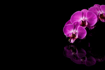 Naklejka na ściany i meble orchid pink flower with water drops