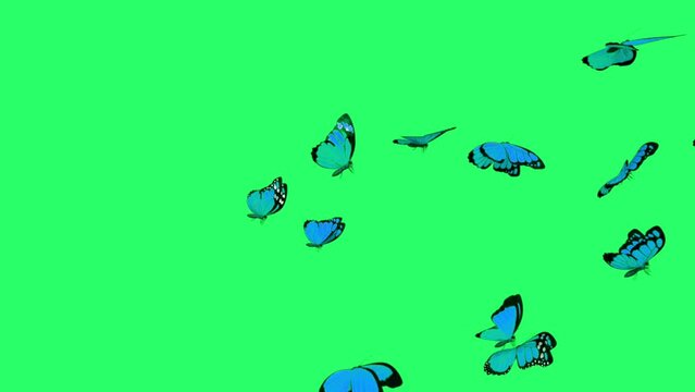 Animation blue butterfly flying isolate on green screen.