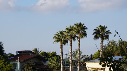 Fototapeta na wymiar Palm trees in Isfiya in the Mount Carmel Area in Israel in the month of December