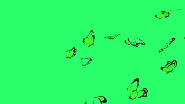 Animation green butterfly flying on green screen.