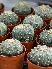 Astrophytum Asterias or Star Cactus, Top View
