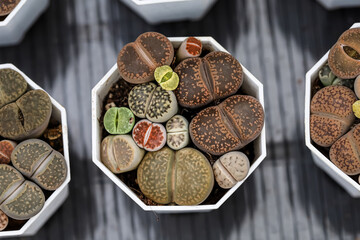 Lithops Succulents  Cactus, Living Stone Succulents Top View