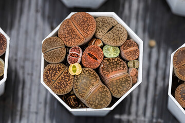 Lithops Succulents  Cactus, Living Stone Succulents Top View