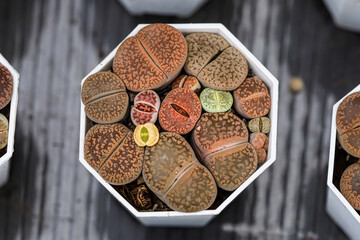 Lithops Succulents  Cactus, Living Stone Succulents Top View