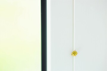yellow ladybug crawling on the white window frame