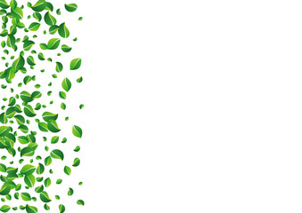 Mint Leaves Tea Vector White Background. Ecology