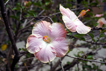 Two hibiscus pink flowers close up.