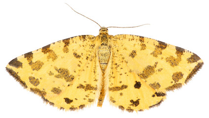 Pseudopanthera macularia, the speckled yellow, is a moth of the family Geometridae. Isolated speckled yellow butterfly on white background, dorsal view.