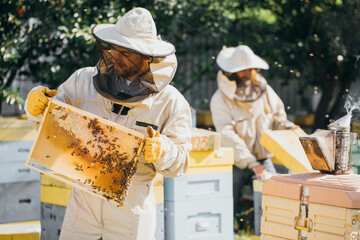 Two beekeepers works with honeycomb full of bees, in protective uniform working on a small apiary farm, getting honeycomb from the wooden beehive. Apiculture. Experience transfer concept