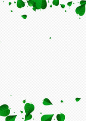 Olive Greens Organic Vector Transparent
