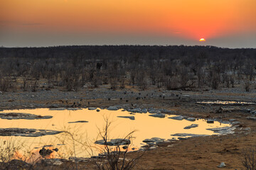 Obraz premium Elephant in natural habitat in Etosha National Park in Namibia. Beautiful sunset.