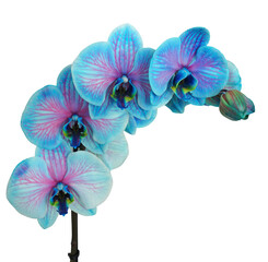 Fototapeta na wymiar Beautiful Rare Blue Orchid Sprig with four flower heads transparent png file