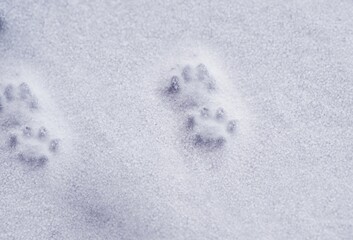 Pet paws tracks on the snow.