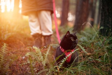 Black domestic cat during the walk. Pet walking in the forest.