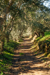 Camino a trav&eacute;s de un bosque cubierto por los &aacute;rboles.