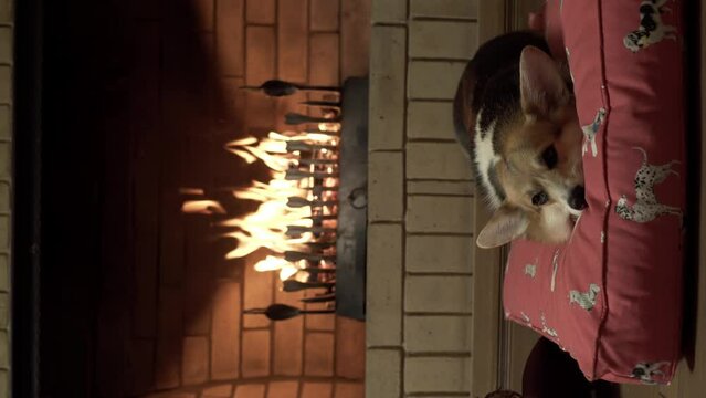 Cozy Night In: Relax by the Fireplace with a Corgi Dog in a Dark Room.